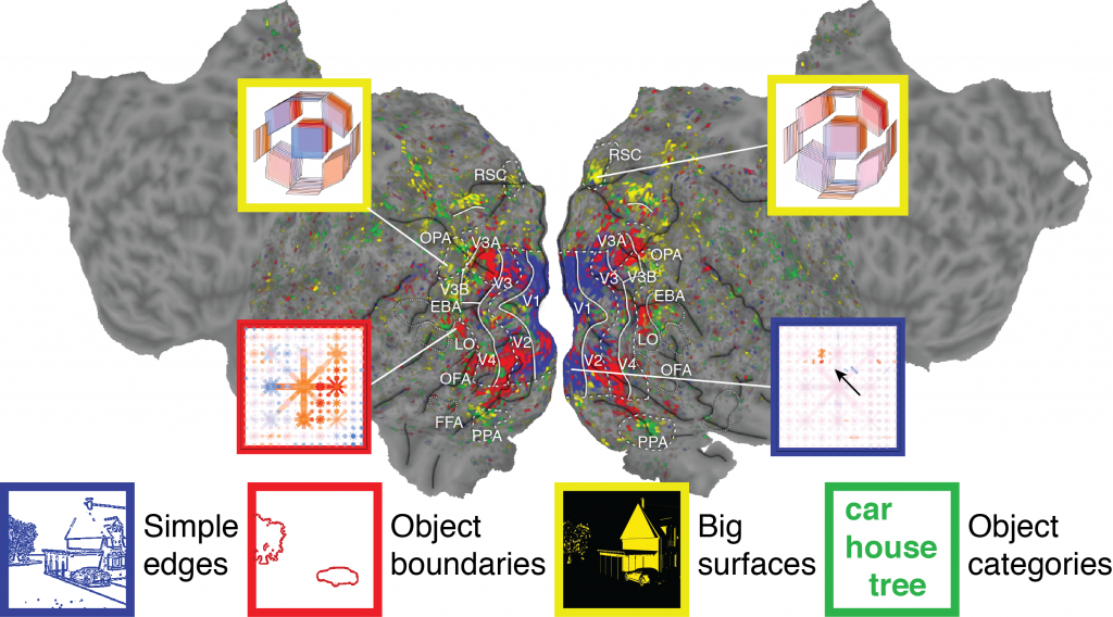 Flattened map of the cortical surface of a brain. Colors on the brain indicate where different types of information are represented - blue for simple textures and edges, red for boundaries of objects, yellow for large surfaces, and green for visual semantic categories. Insets depict the specific features for which a given part of the brain is selective. For example, one inset shows specific 2D locations of edges to which one part of the brain responds.